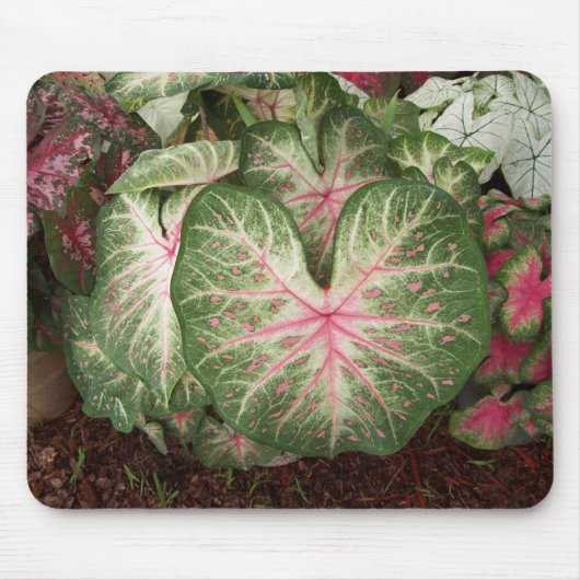 Caladium Galaxy Muismat (Voorkant)