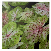 Caladium Gingerland Tile Tegeltje (Voorkant)