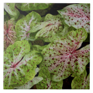 Caladium Gingerland Tile Tegeltje