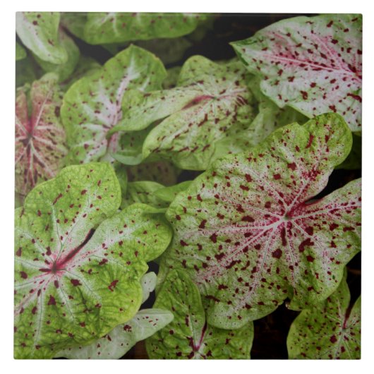 Caladium Gingerland Tile Tegeltje (Voorkant)