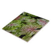 Caladium Gingerland Tile Tegeltje (Zijkant)