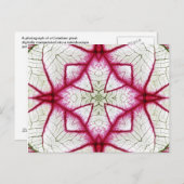 Caladium Kaleidoscope, rood, wit en groen Briefkaart (Voorkant / Achterkant)