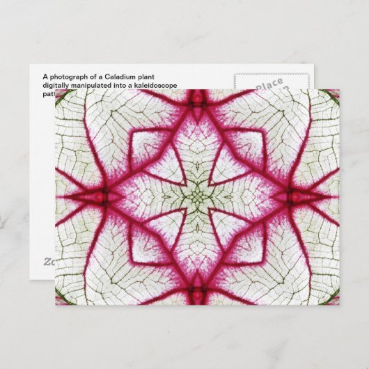 Caladium Kaleidoscope, rood, wit en groen Briefkaart (Voorkant / Achterkant)