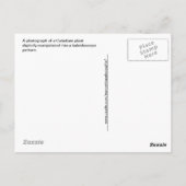 Caladium Kaleidoscope, rood, wit en groen Briefkaart (Achterkant)