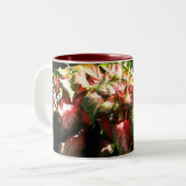 CALADIUM TWEEKLEURIGE KOFFIEMOK (Voorkant links)
