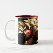 CALADIUM TWEEKLEURIGE KOFFIEMOK (Links)