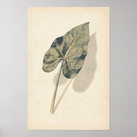 Caladiumblad botanische studieposter poster (Voorkant)
