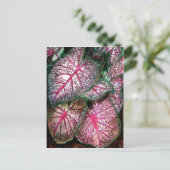 caladiumgroot briefkaart (Staand voorkant)