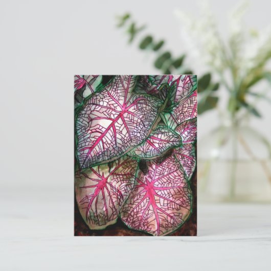 caladiumgroot briefkaart (Staand voorkant)