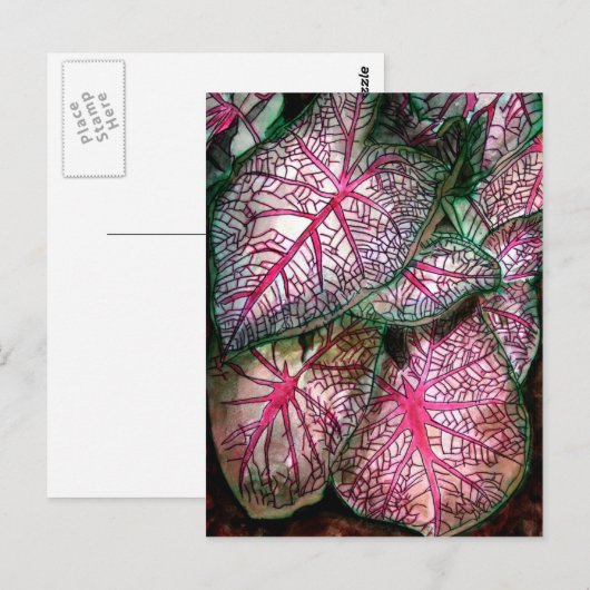 caladiumgroot briefkaart (Voorkant / Achterkant)