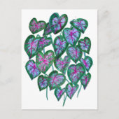 Caladiumroze en groene bladeren Waterverf kunst Briefkaart (Voorkant)