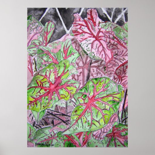 caladiums_plant_schilderen poster (Voorkant)
