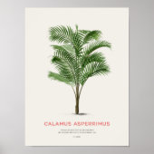 Calamus Asperrimus - Palmboom Poster (Voorkant)