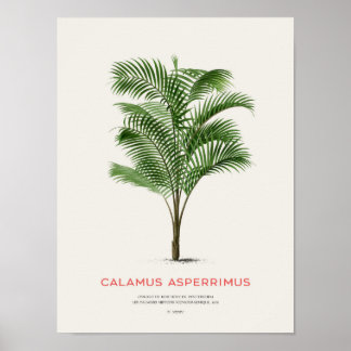 Calamus Asperrimus - Palmboom Poster