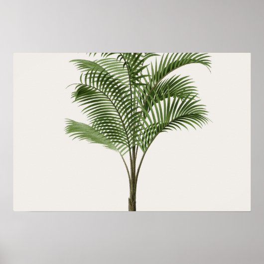 Calamus Asperrimus - Palmboom Poster (Voorkant)