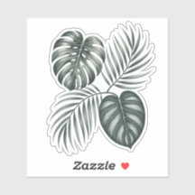 Calathea blad