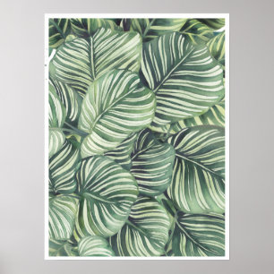Calathea Orbifolia Waterverf ilustratie Poster
