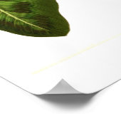 Calathea pardina poster (Hoek)
