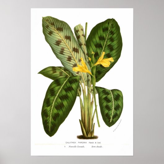 Calathea pardina poster (Voorkant)