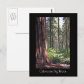 Calaveras Big Trees Briefkaart (Voorkant / Achterkant)