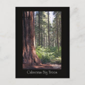 Calaveras Big Trees Briefkaart (Voorkant)