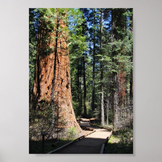 Calaveras Big Trees spoor Poster (Voorkant)