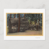 Calaveras Big Trees State Park Briefkaart (Voorkant)