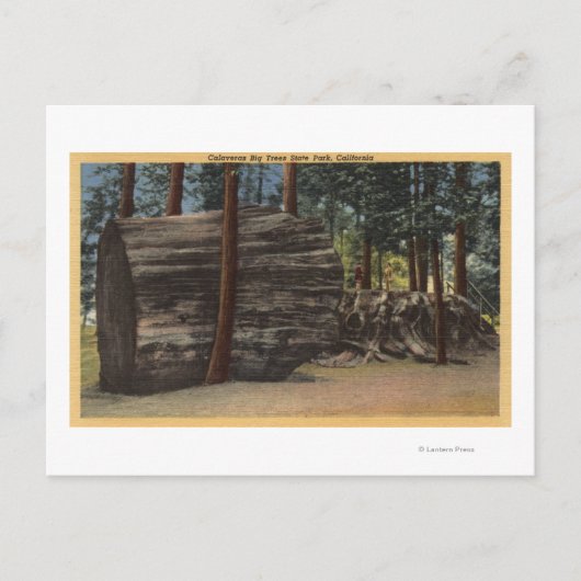 Calaveras Big Trees State Park Briefkaart (Voorkant)