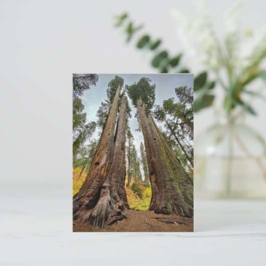 Calaveras Big Trees State Park Briefkaart (Staand voorkant)