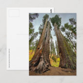 Calaveras Big Trees State Park Briefkaart (Voorkant / Achterkant)