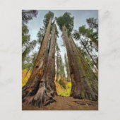 Calaveras Big Trees State Park Briefkaart (Voorkant)