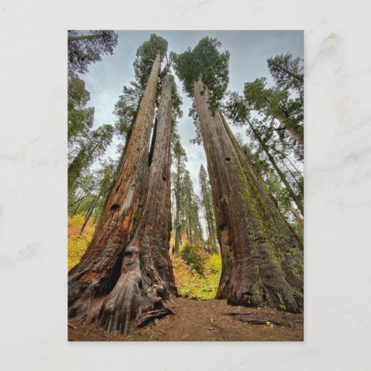 Calaveras Big Trees State Park Briefkaart (Voorkant)