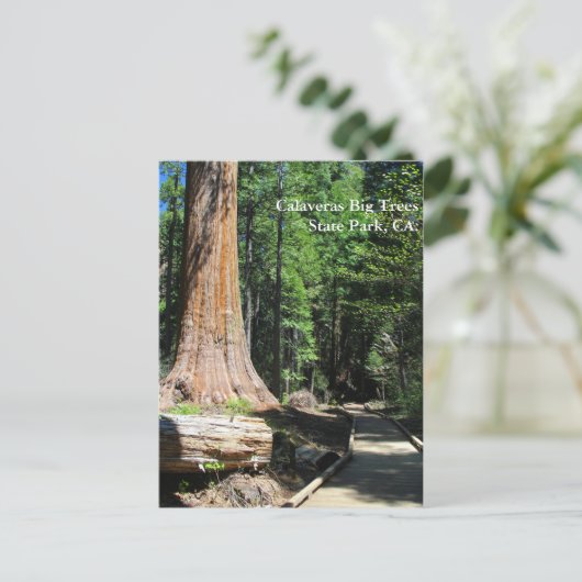 Calaveras Big Trees State Park, CA. Briefkaart (Staand voorkant)