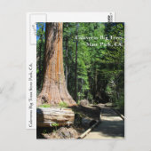 Calaveras Big Trees State Park, CA. Briefkaart (Voorkant / Achterkant)