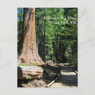Calaveras Big Trees State Park, CA. Briefkaart