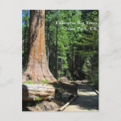 Calaveras Big Trees State Park, CA. Briefkaart (Voorkant)