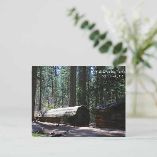 Calaveras Big Trees State Park, CA. Briefkaart (Staand voorkant)