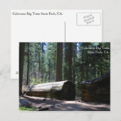 Calaveras Big Trees State Park, CA. Briefkaart (Voorkant / Achterkant)