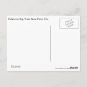 Calaveras Big Trees State Park, CA. Briefkaart (Achterkant)