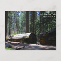 Calaveras Big Trees State Park, CA.