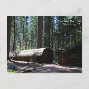Calaveras Big Trees State Park, CA. Briefkaart