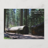 Calaveras Big Trees State Park, CA. Briefkaart (Voorkant)
