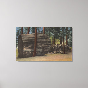Calaveras Big Trees State Park Canvas Afdruk