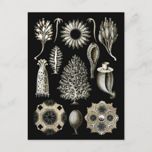 Calcareous Sponges Briefkaart