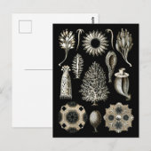 Calcareous Sponges Briefkaart (Voorkant / Achterkant)