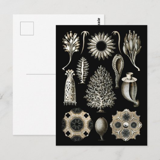 Calcareous Sponges Briefkaart (Voorkant / Achterkant)