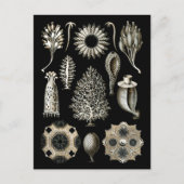 Calcareous Sponges Briefkaart (Voorkant)