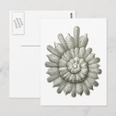Calcarina clavigera Ernst Haeckel Fine Art Briefkaart (Voorkant / Achterkant)