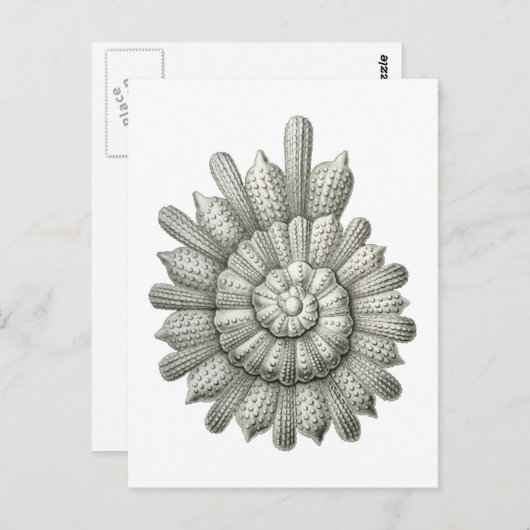 Calcarina clavigera Ernst Haeckel Fine Art Briefkaart (Voorkant / Achterkant)