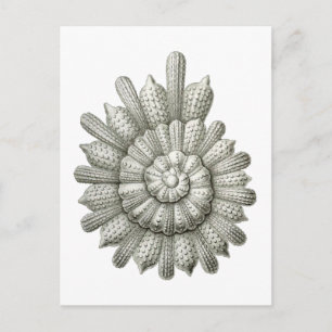 Calcarina clavigera Ernst Haeckel Fine Art Briefkaart